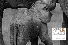 1_awards-baby-elephant