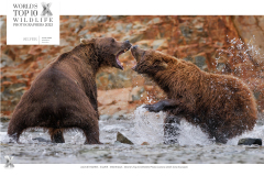 award-fighting-bears