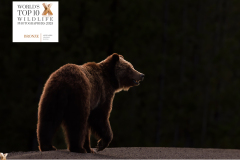 awards-backlit-bear