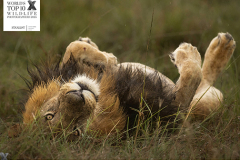 awards-lazy-lion