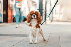commercial-dog-walker