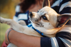 commercial-pet-sitter