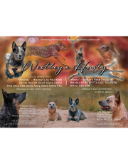 editorial-westley-hasty-ad