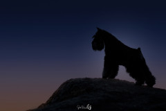 marvin-silhouette