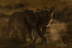 2-lions