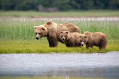 3-bears
