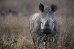 baby-rhino