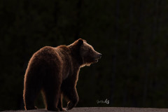 bear-backlit