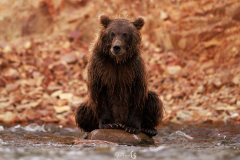 bear-sitting-rock