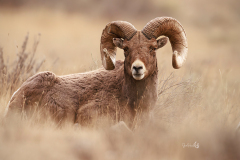 big-horn