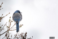 bluebird