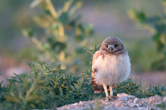 burrowing-owl