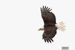eagle-flying
