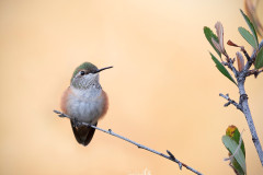 female-rufous