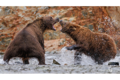 fighting-bears