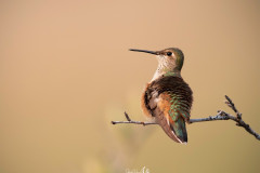 hummingbird-side