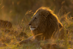 lion-goldenlight