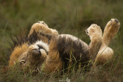 lion-on-back