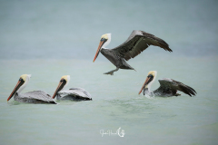 pelicans