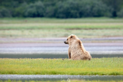 sitting-bear